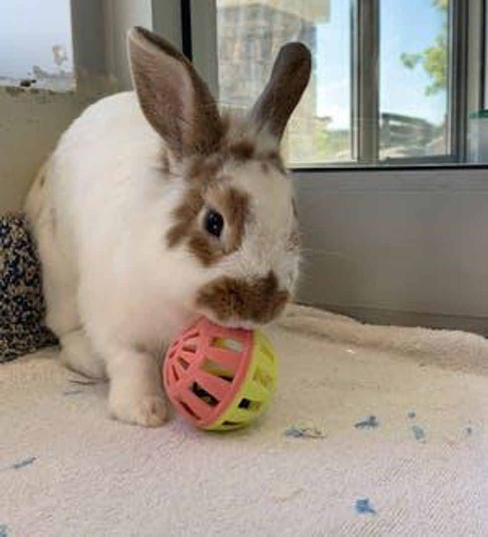 Ontario SPCA Wants You To Adopt Some Adorable Bunnies Narcity