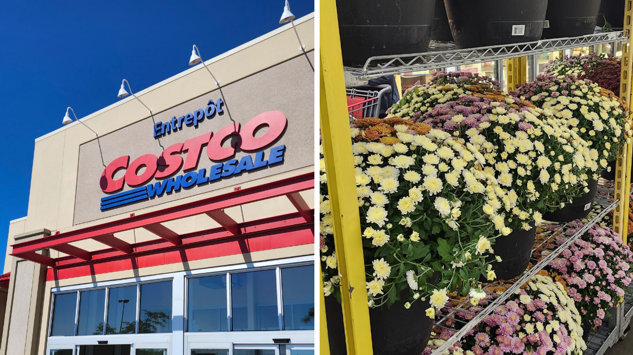 Façade d'un Costco. Droite: Chrysanthème.