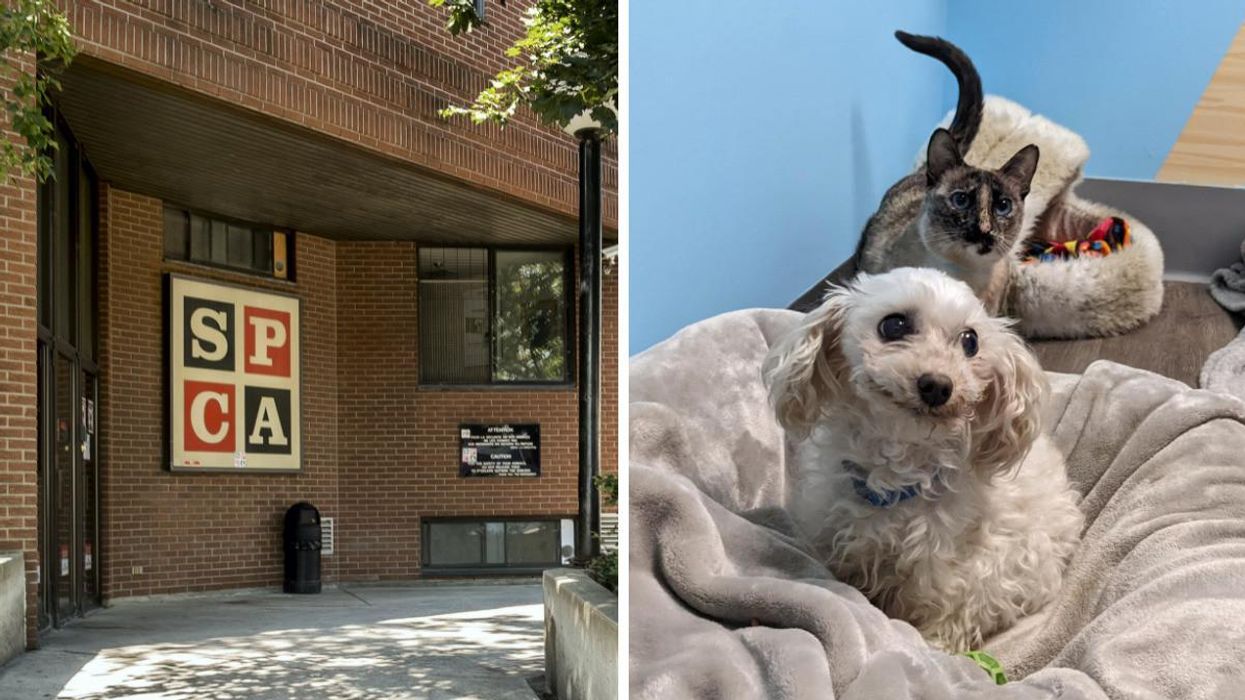 Façade d'un établissement de la SPCA Montréal. Droite : Chien et chat en adoption à la SPCA.