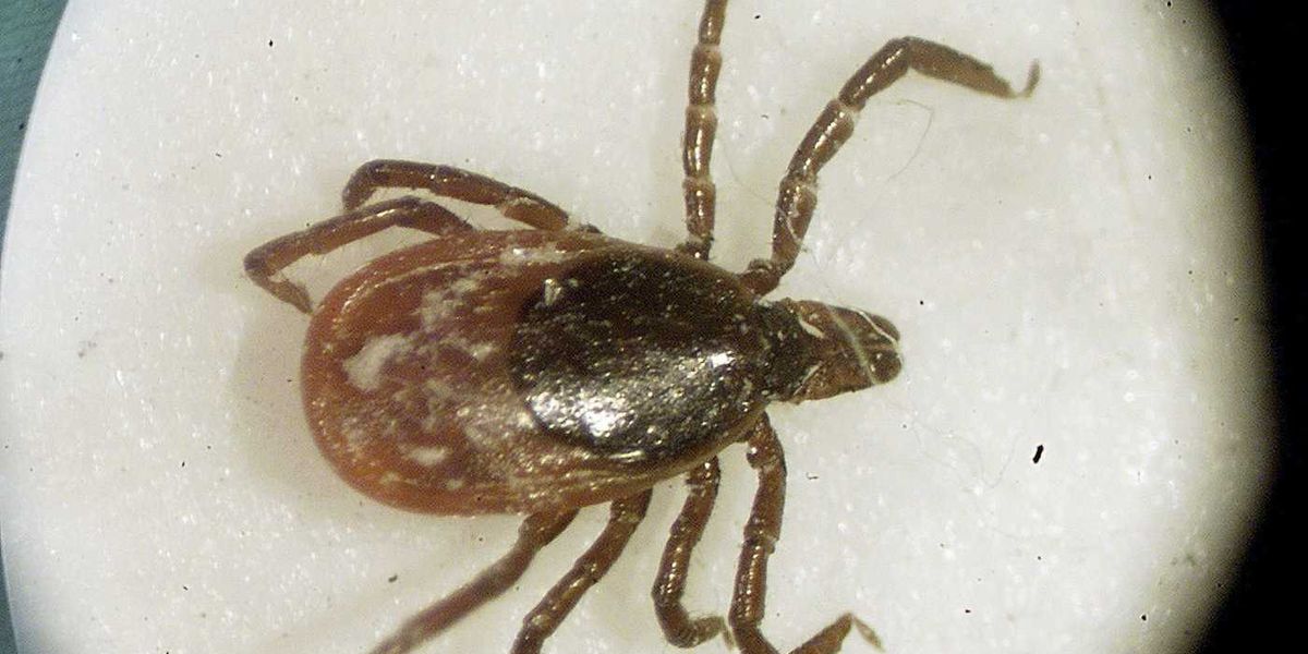 Fact File: No evidence planes are dropping ticks over Ontario Fact File: No evidence planes are dropping ticks over Ontario