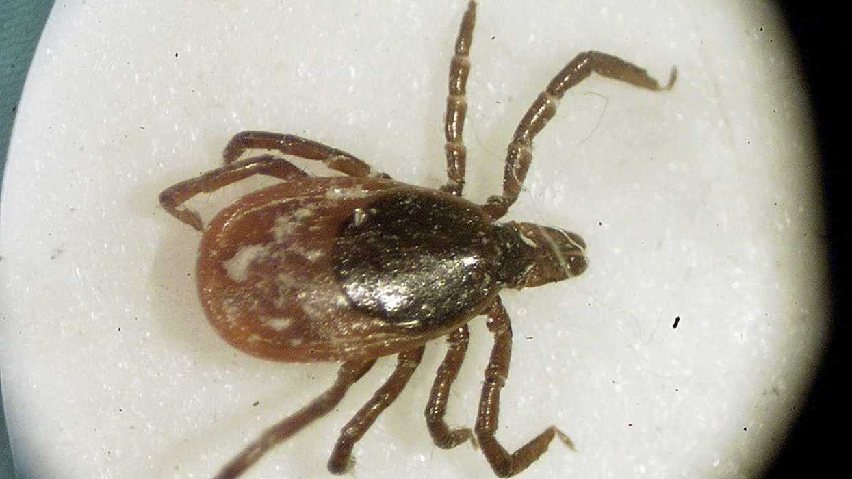 Fact File: No evidence planes are dropping ticks