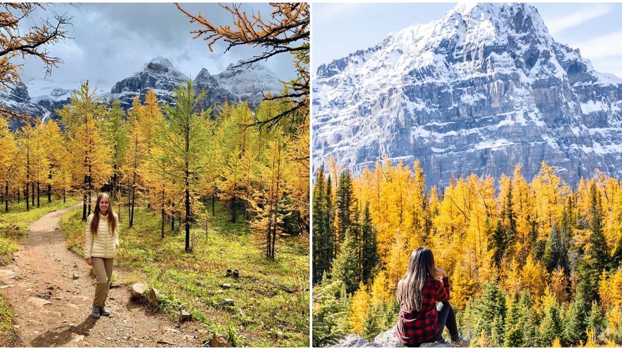 Fall Trails In Alberta: Larch Valley Explodes With Golden Trees Every Fall (PHOTOS)