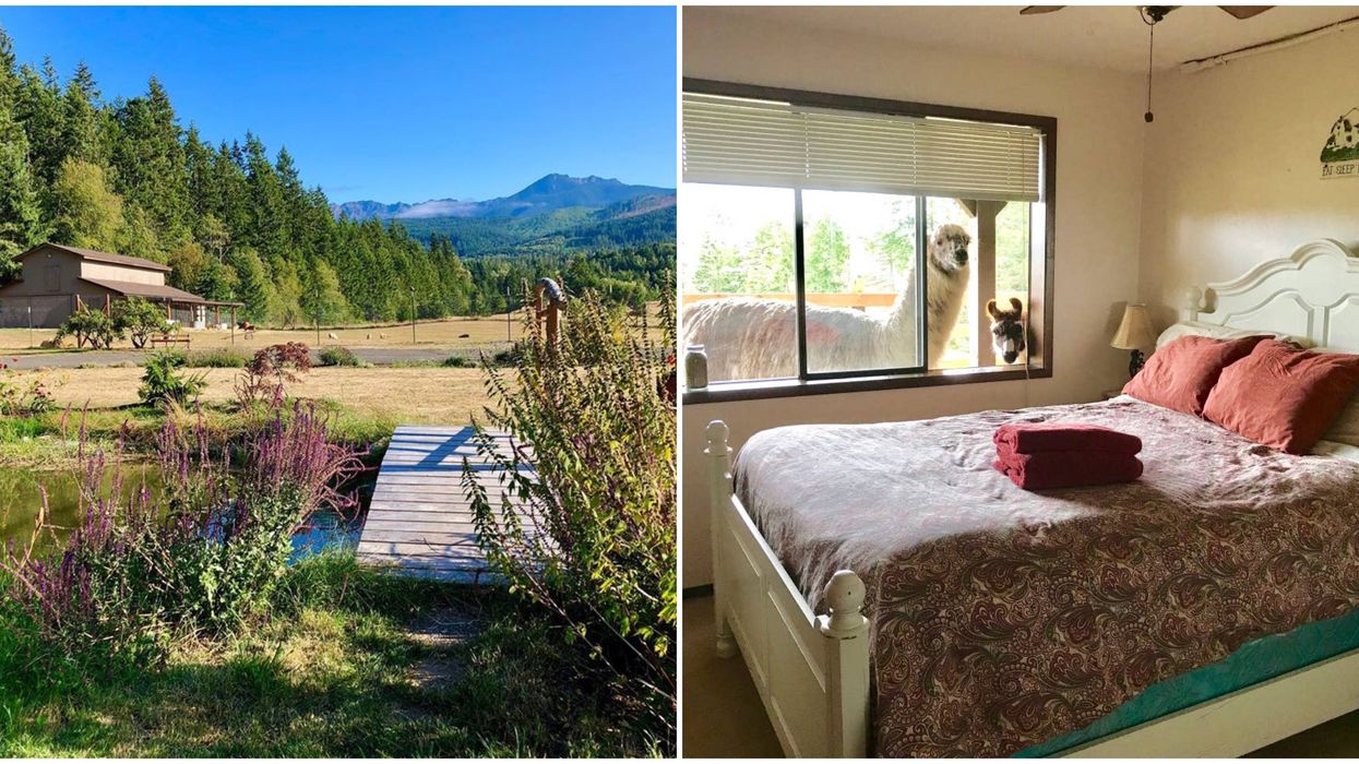 Farm Airbnb Near B.C. Has Llamas That Come To Your Room To Snuggle