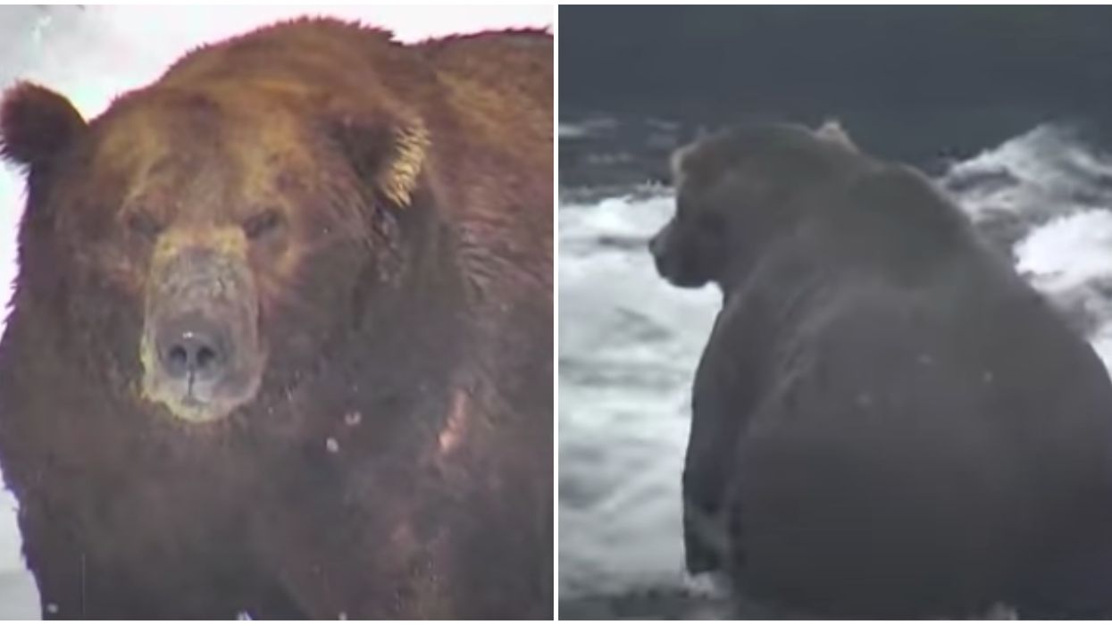 'Fat Bear Week' Is A Thing At An American National Park & It's Better Than Shark Week