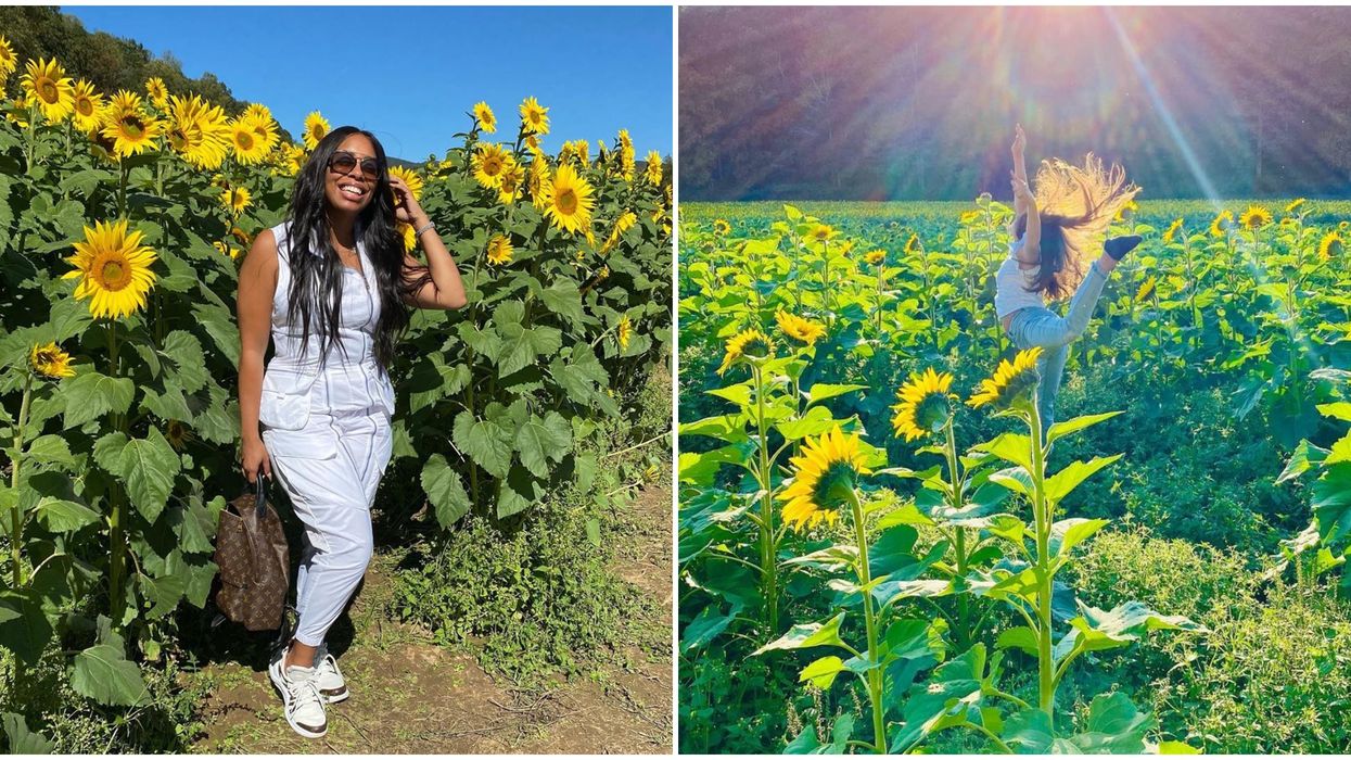 Fausett Farms Sunflower Fields Atlanta North Georgia