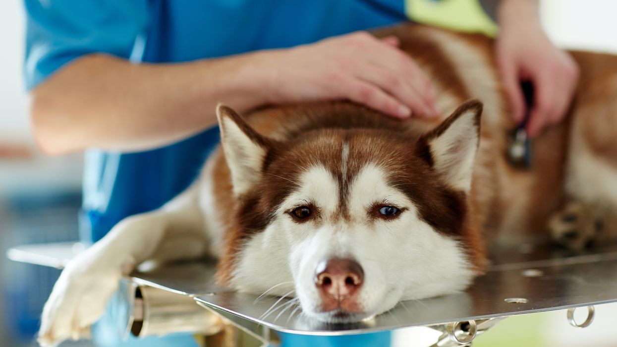 FDA Recall Midwestern Pet Foods Dogs Cats Sportmix