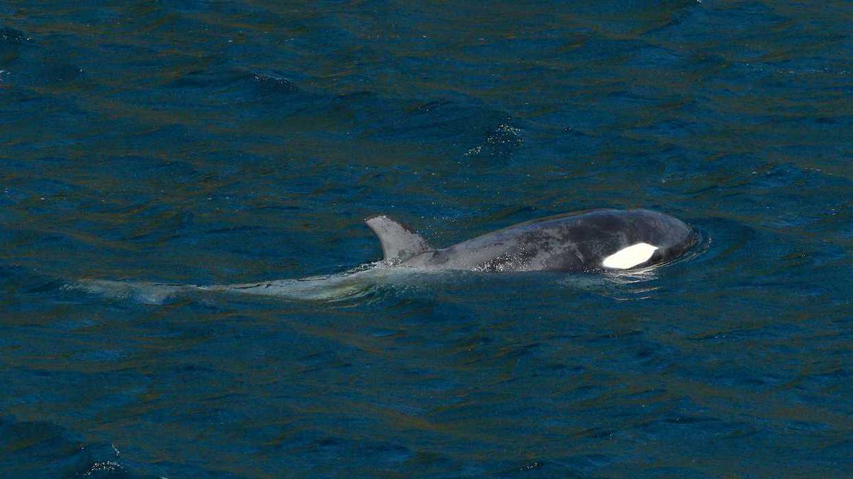Feds outline plans to cut consulting, save whales