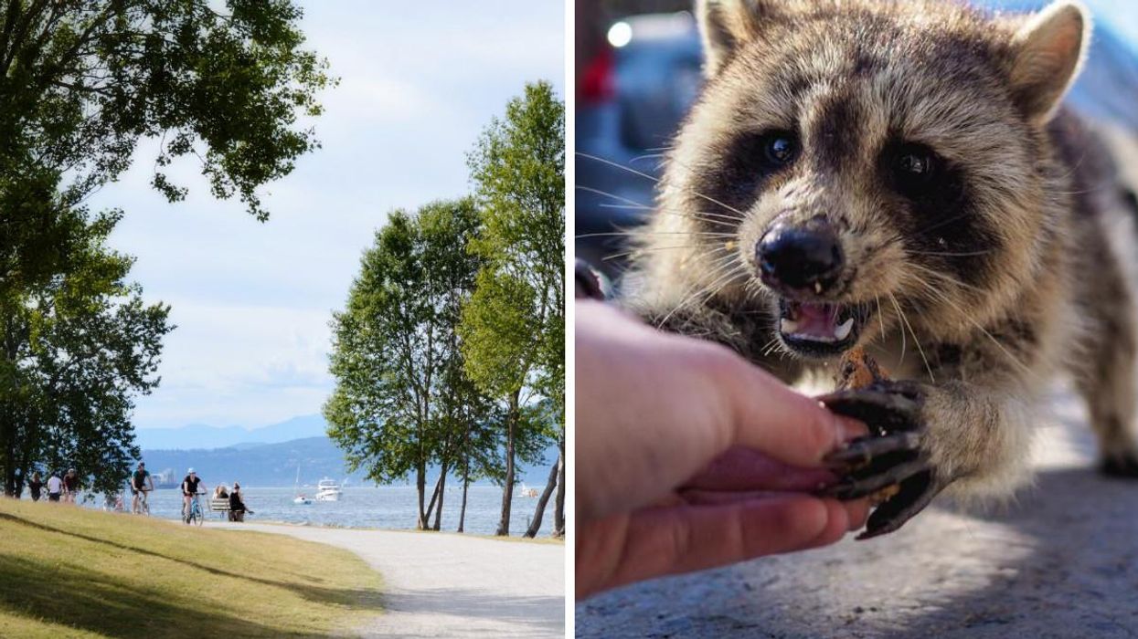 Feeding Wildlife In Vancouver Parks Is A Big No-No & You Could Now Face A $500 Fine