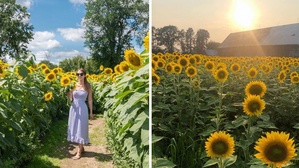 Femme dans un champ de tournesols. Droite : Champ de tournesols.