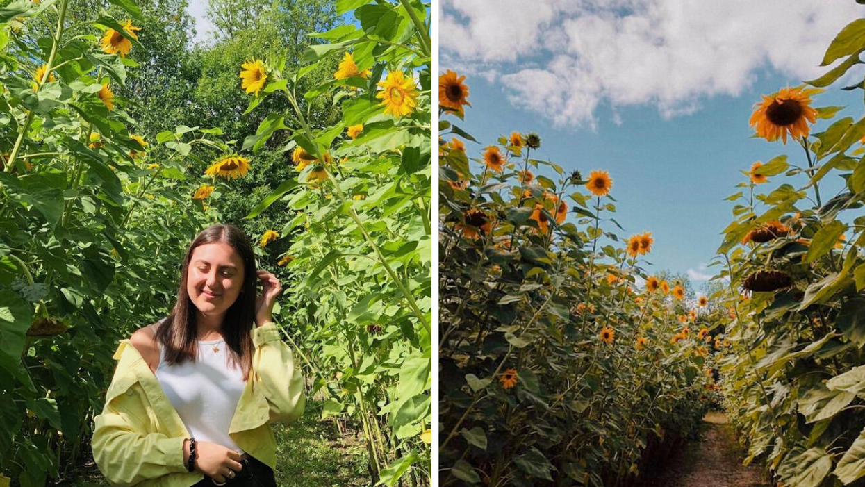 Femme dans un champ de tournesols. Droite : Champ de tournesols.