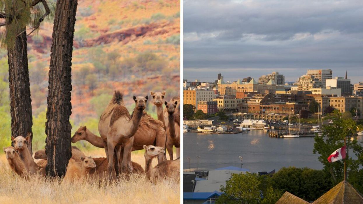 Feral camels graze in a grass patch, right, picture of inner harbour in Victoria, BC, Canadian flag is shown.