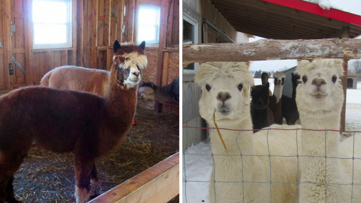 Ferme Belarroyo à Mirabel.