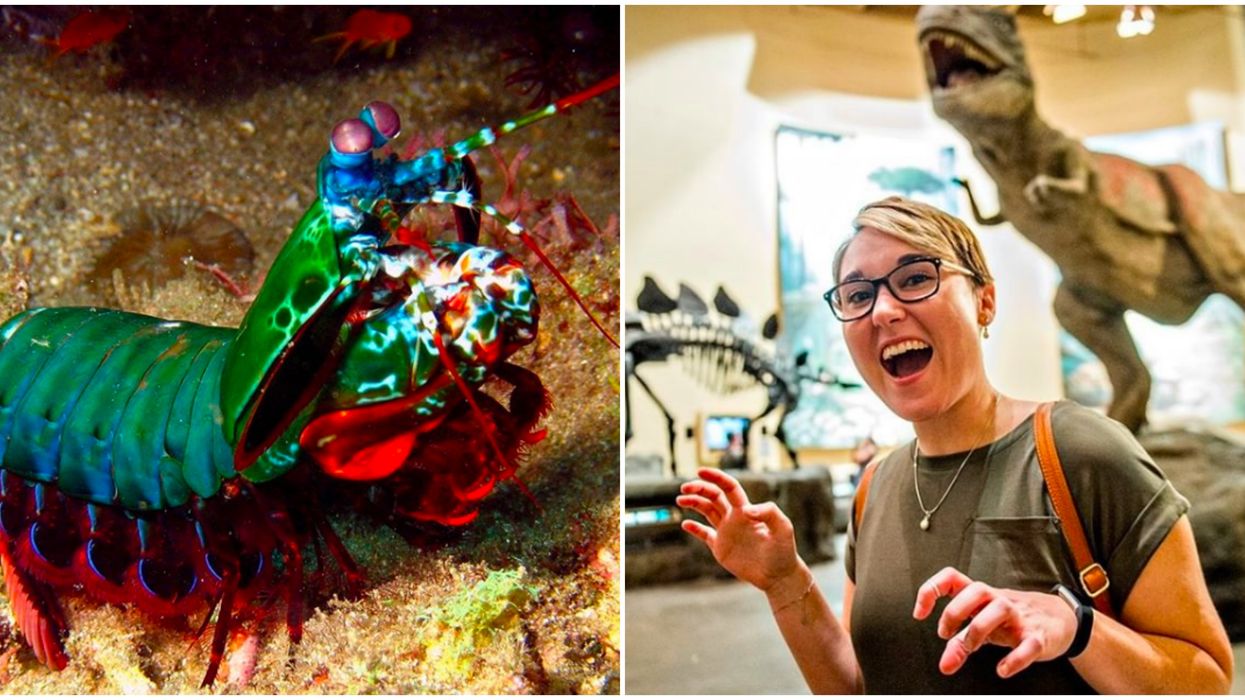 Fernbank Museum Has A Brand New Bizarre Animals Exhibit