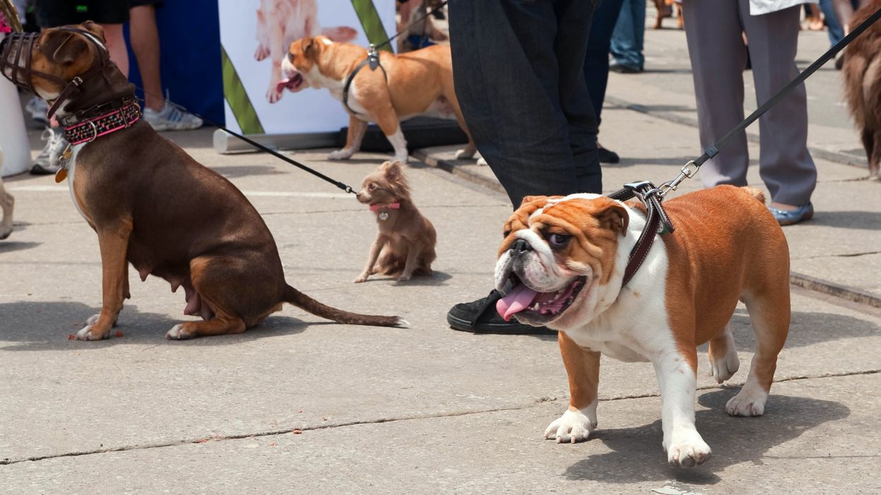 Festival de chiens.