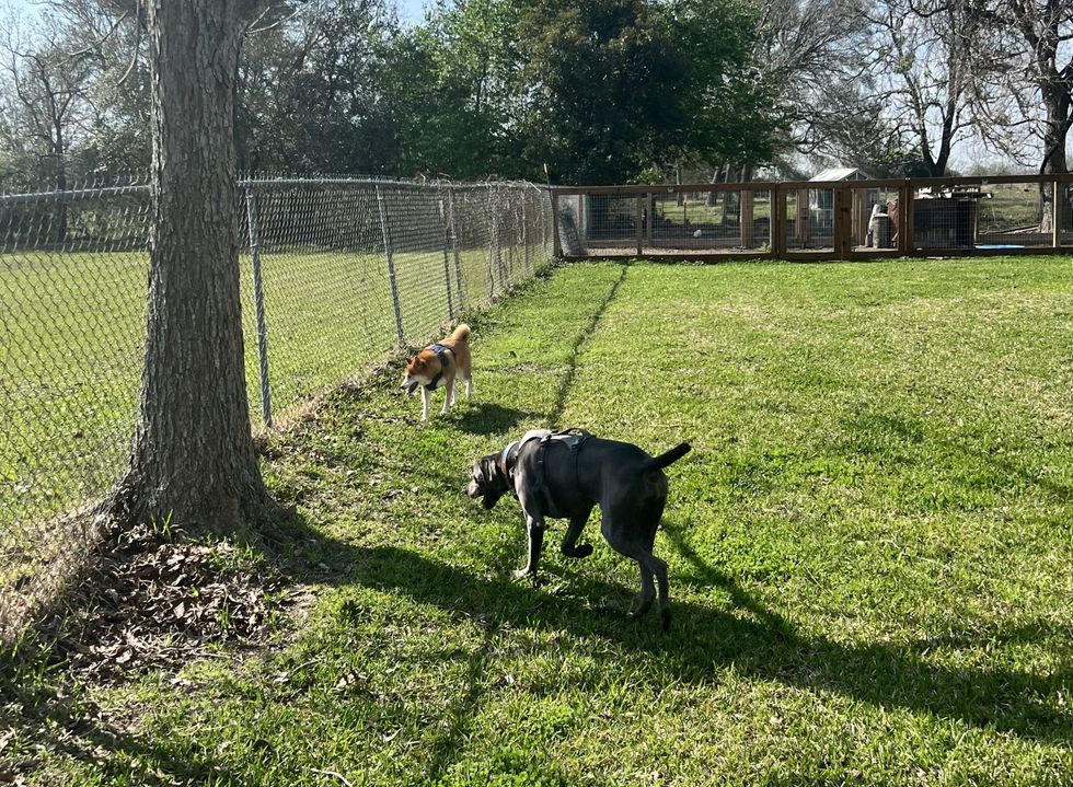 Fez and Momo at the Sniffspot.