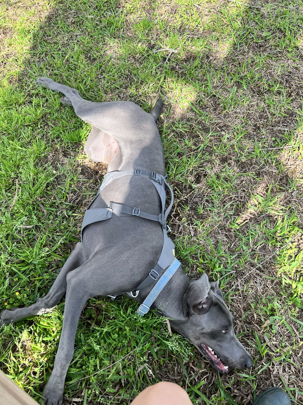 Fez lying down in grass.