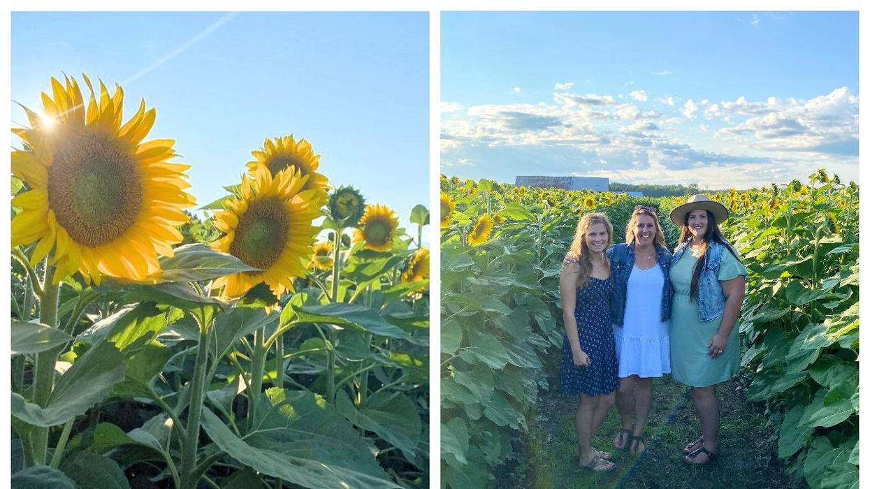 Fields Of Gold Is A Magical New Sunflower Field Near Ottawa