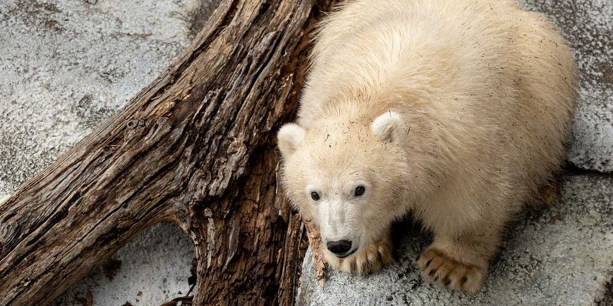 Cub Ad Online poll for name of orphaned polar bear cub at Winnipeg zoo to ...