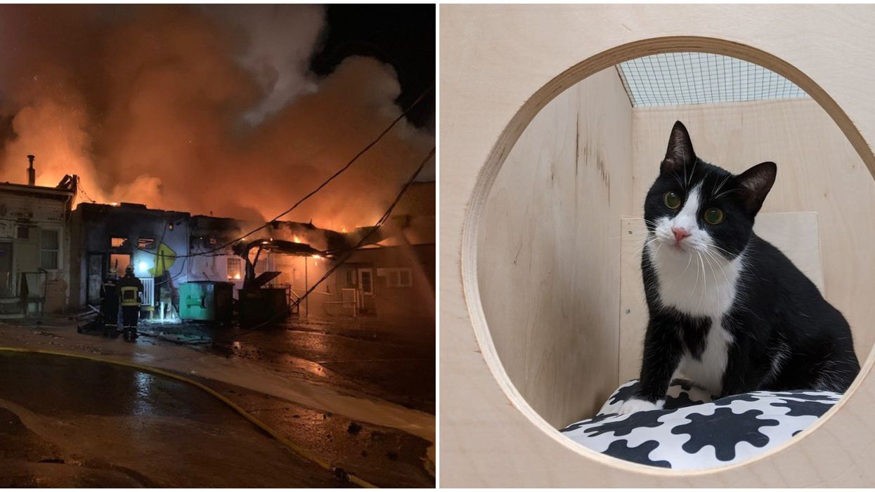 Fire In Vancouver: A Cat Hotel Went Up In Smoke & Crews Rescued All The Cute Guests
