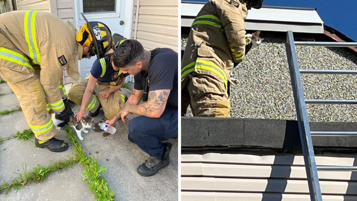 Firefighters rescue cat.