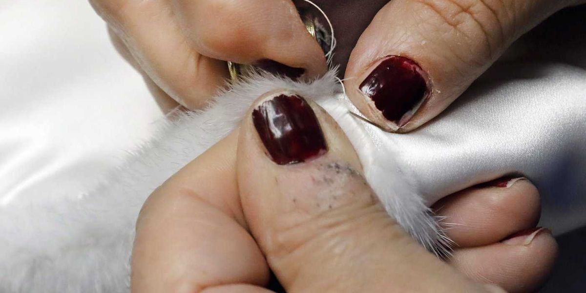 N.L. First Nations chief seeking a reversal of fur product ban on Etsy N.L. First Nations chief seeking a reversal of fur product ban on Etsy
