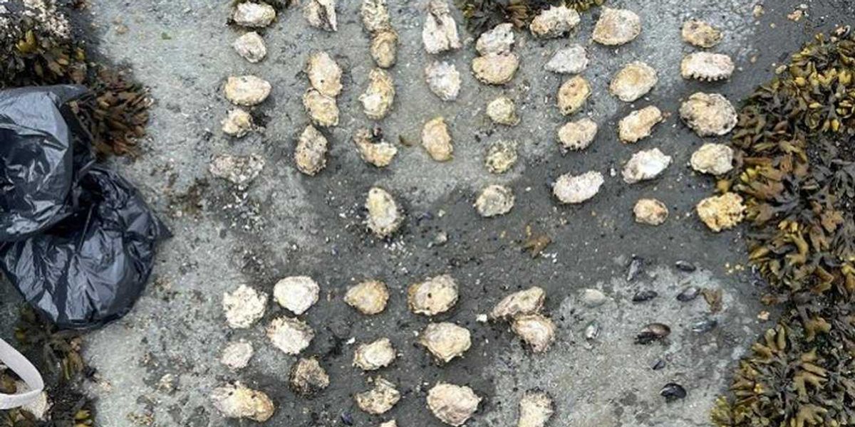 Five people fined for illegal shellfish harvesting on Vancouver Island Five people fined for illegal shellfish harvesting on Vancouver Island