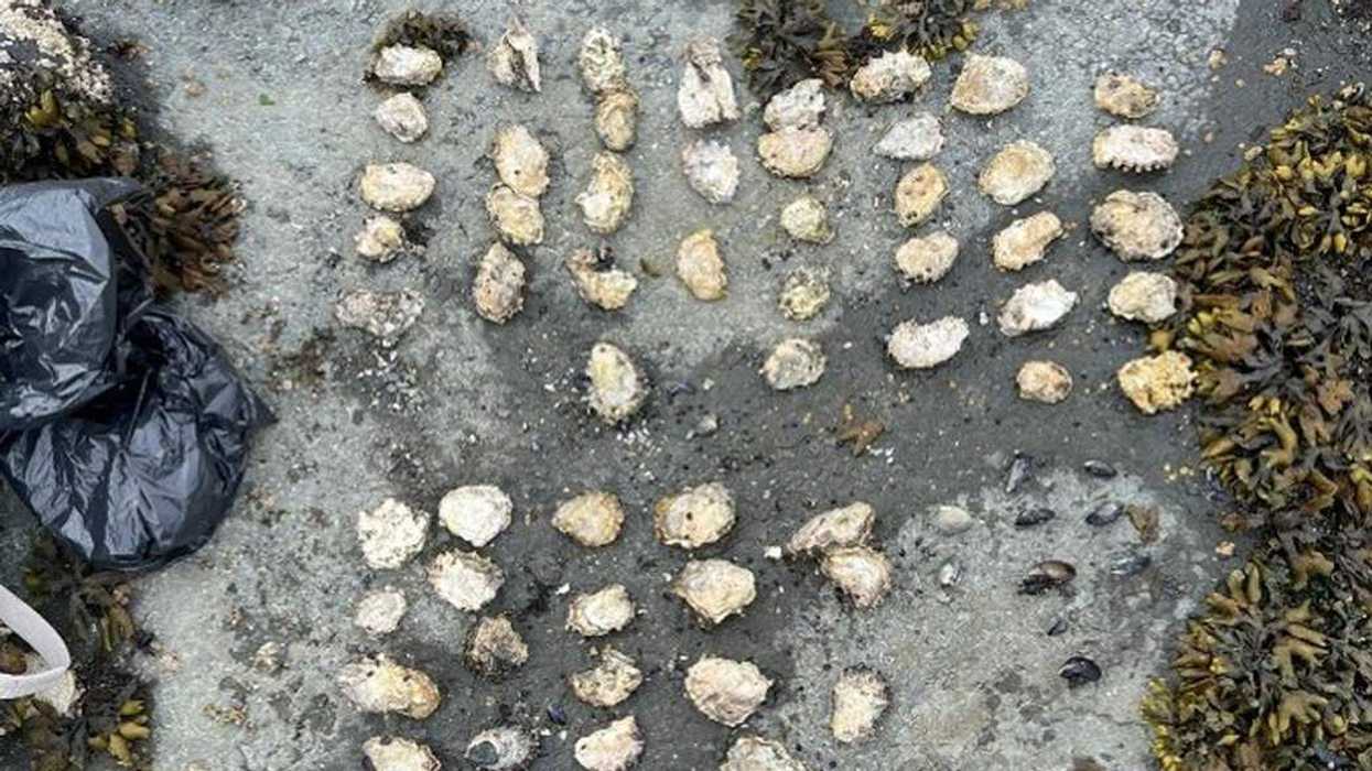 Five fined over illegal shellfish harvesting
