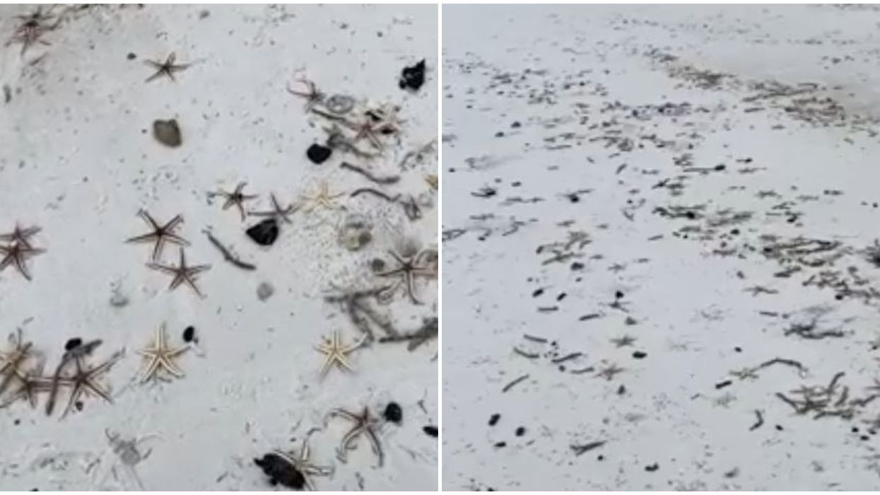 Florida Beach Covered In Thousands Of Washed Up Starfish From Hurricane Sally