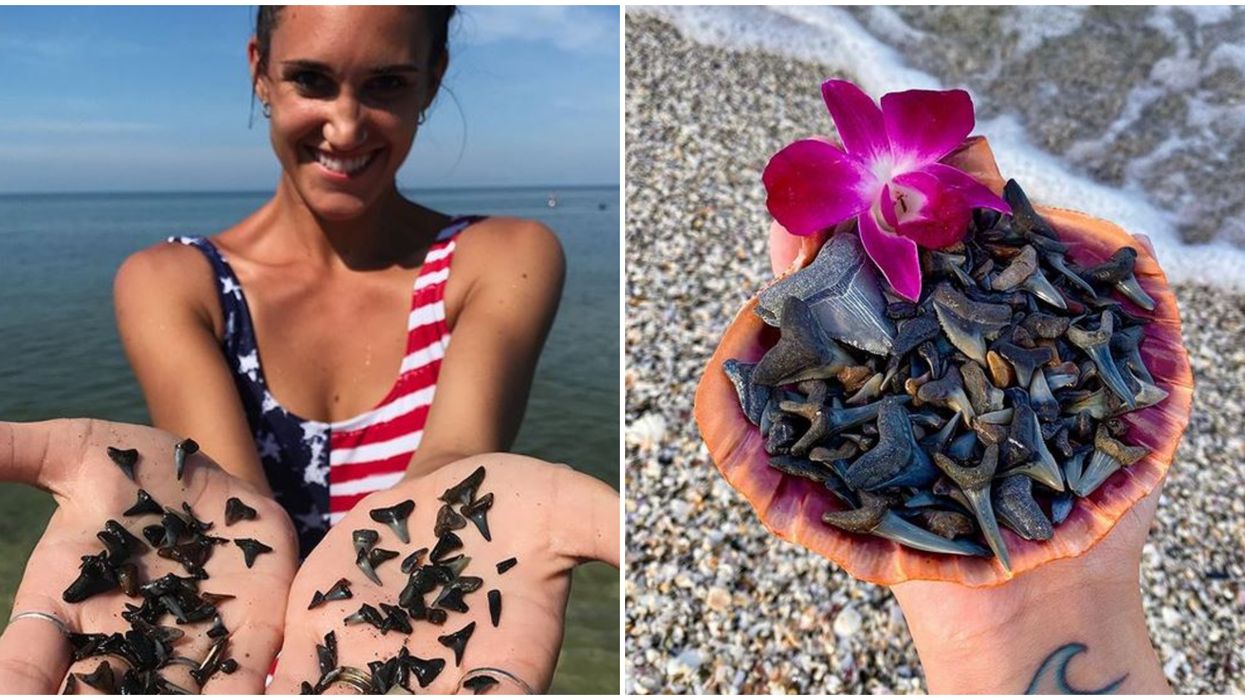 Florida Beach Shark Teeth Can Be Found By The Handful At Caspersen Beach