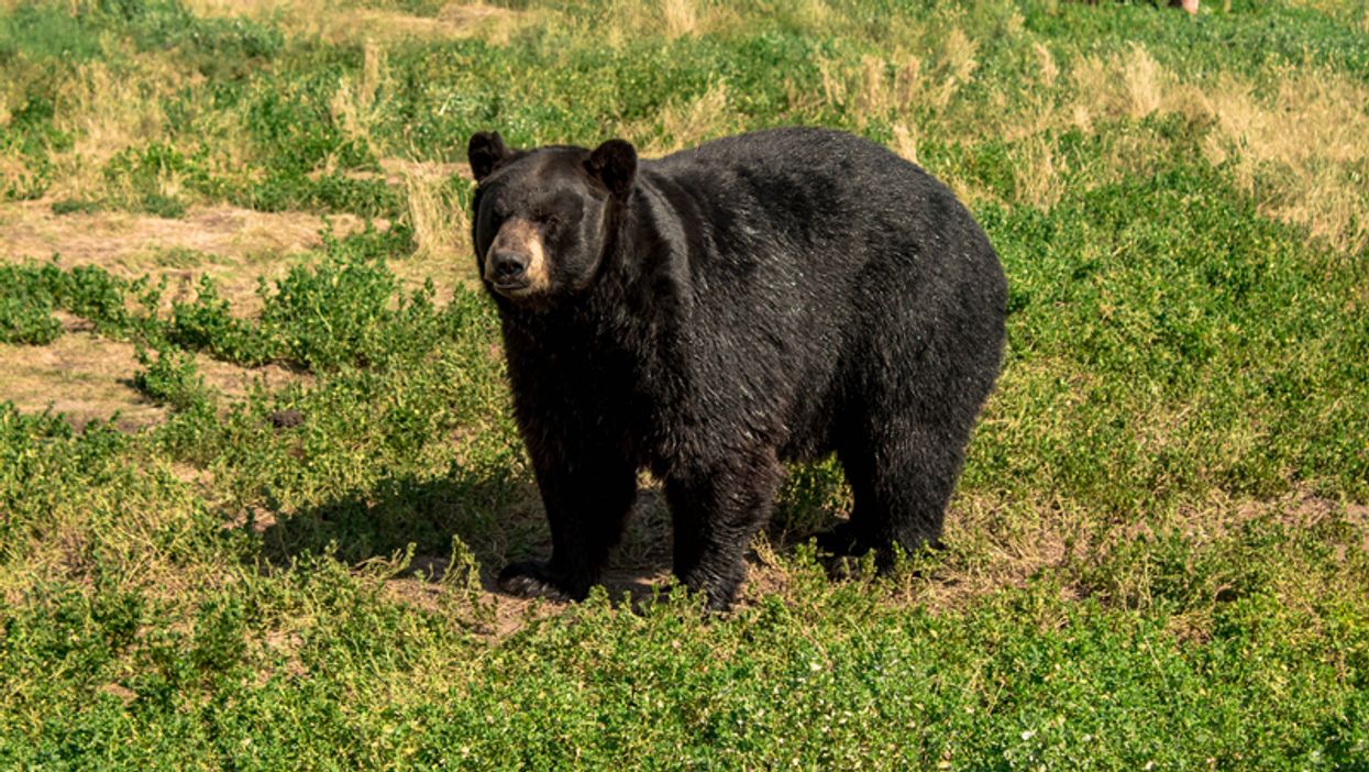 Florida Black Bear In Orlando Made Off Like A Banit With Liter Of Coke