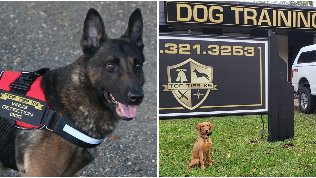 Florida Covid-19 Cases Could Be Detected By Dogs Trained To Sniff Out Coronavirus