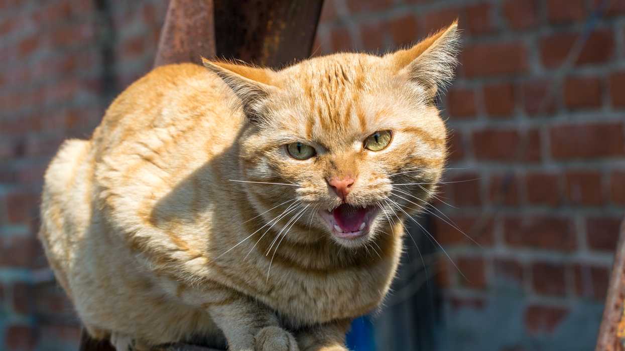 Florida Department Of Health Issues Orange County Florida A 60 Day Rabies Alert