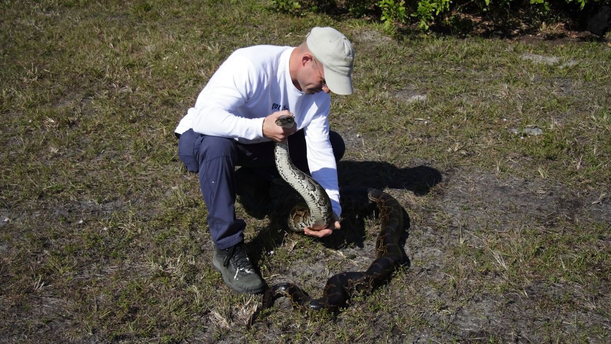 Florida Everglades 5000 Pythons Removed Took Many Years To Do