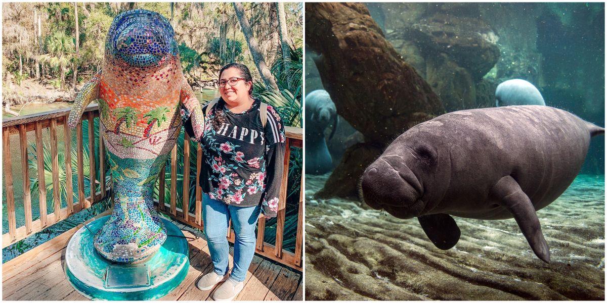 Florida Manatee Festival Lets You See And Celebrate Them Up Close Narcity