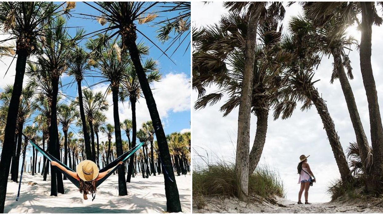 Florida Island With An Echanting Palm Tree Forest Is A Surreal Place To Explore