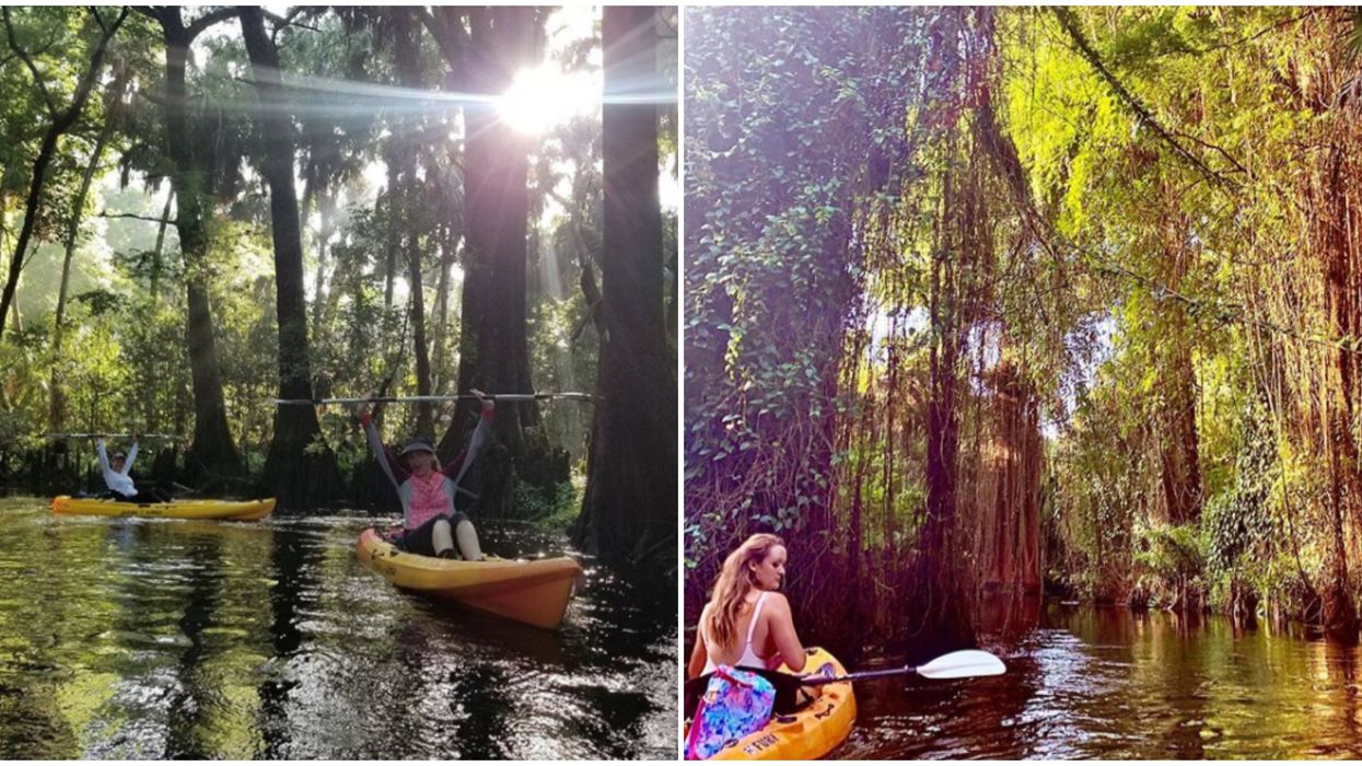 Florida Kayaking Tour Near Jupiter Takes You Through A Maze Of Mangroves