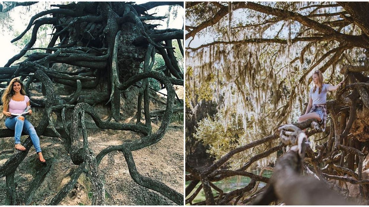Florida Park Edward Medard Park and Reservoir Has Ancient Exposed Tree Roots