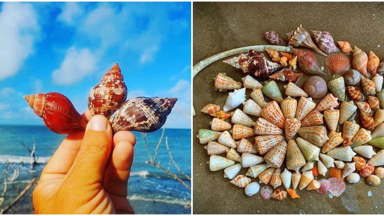 Florida's Best Sea Shelling Spots Dreamlander Tours Takes You Sightseeing And Collecting