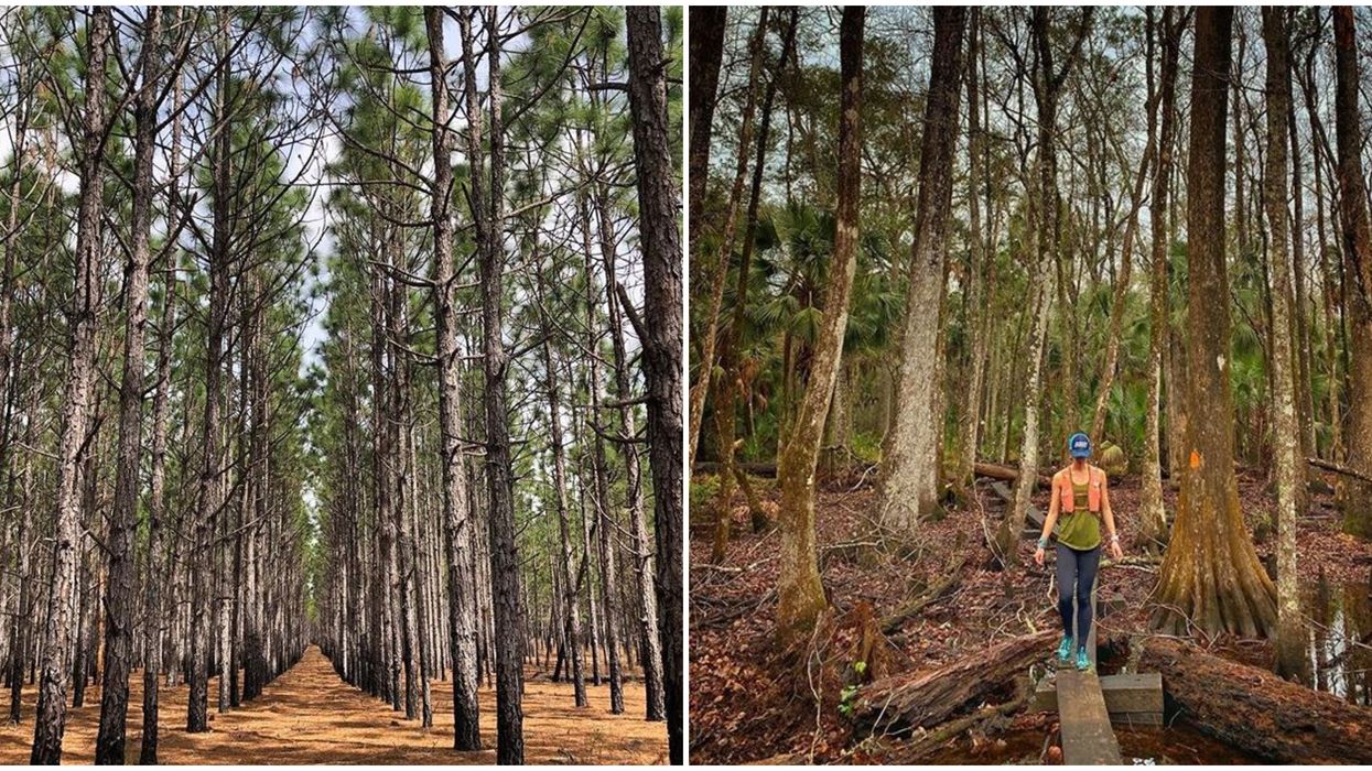 Florida State Park Pine Log Feels Like California's Redwood Forests