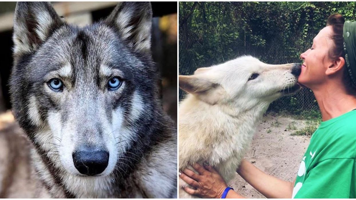 Florida Wolf Sanctuary Lets You Get Up Close With Wolves For 15 Narcity