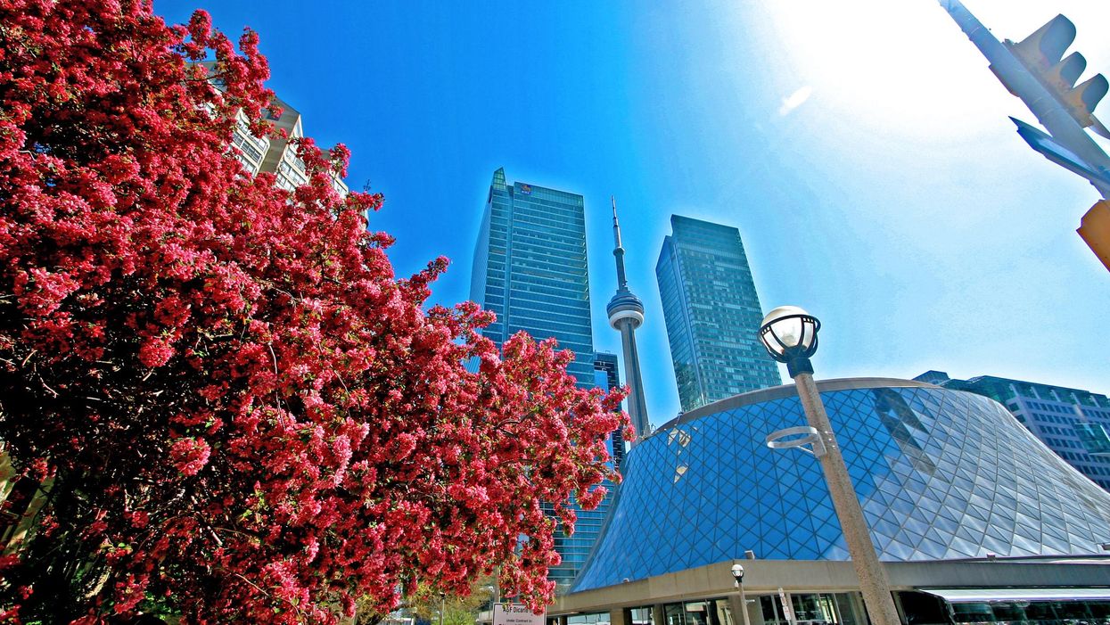 Flowers blooming near Roy Thomson Hall in Toronto.