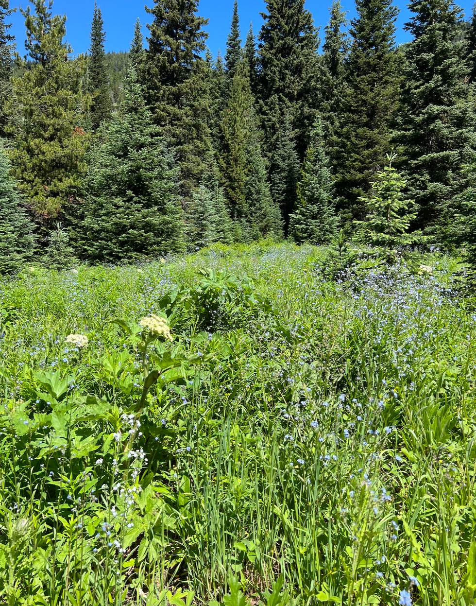 Flowers in Manning Park.