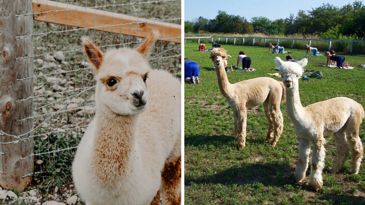 Fluffy alpaca at an Ontario farm. Right: Two alpacas at an outdoor yoga class.