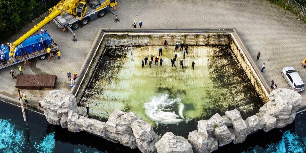 Fourth Marineland whale dies after relocation, third at Shedd Aquarium in Chicago Fourth Marineland whale dies after relocation, third at Shedd Aquarium in Chicago