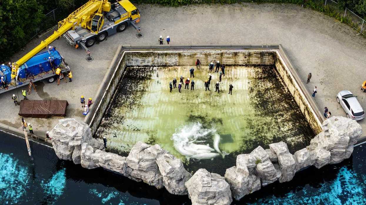 Fourth Marineland whale dies after relocation