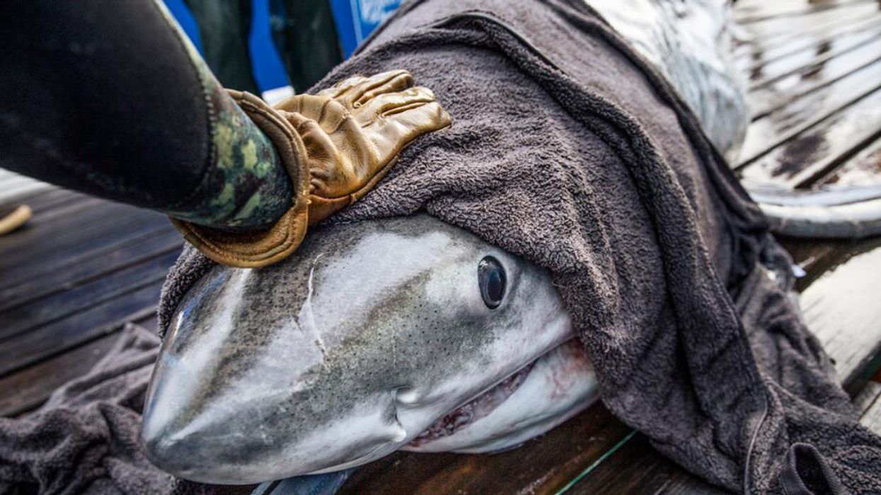 Freya the shark wrapped in a blanket while being tagged. 