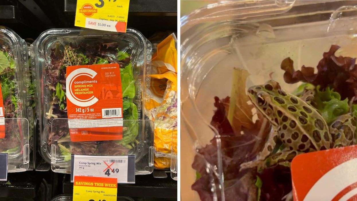 Frog found in a salad container at a Sobeys in London, Ontario.