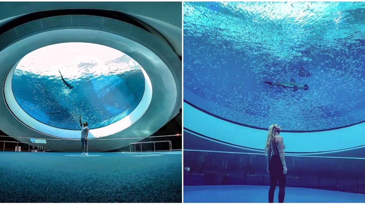 Frost Museum Of Science In Miami Has A Dome Window Where You Can See Sharks