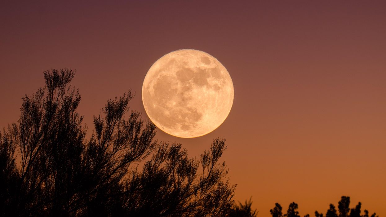 Full moon in the sky with trees in front of it.