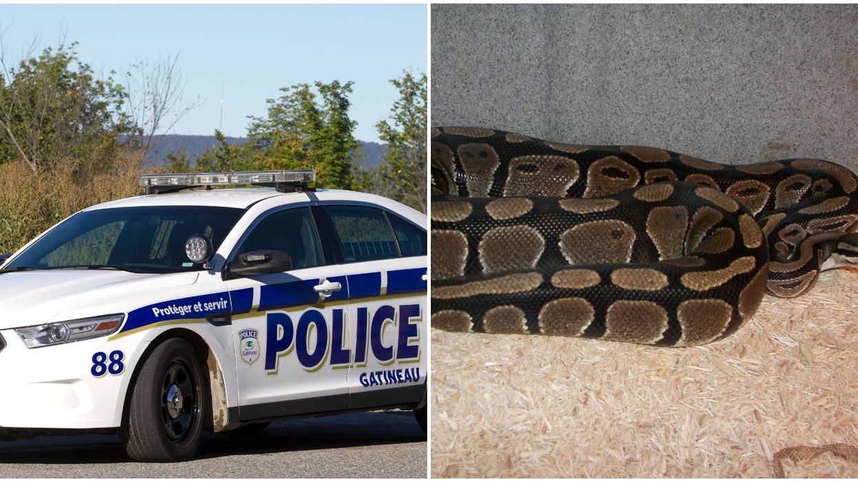 Gatineau Police Are On The Hunt For An Escaped Python